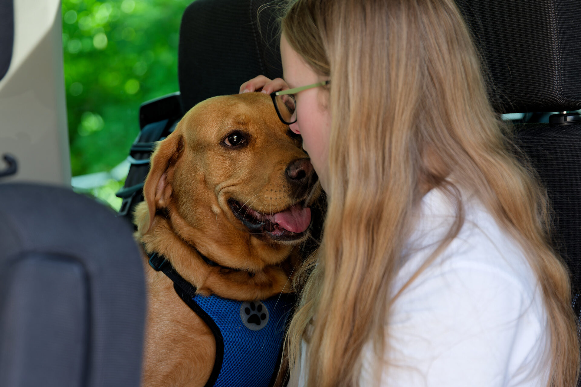 Skye, the school dog, is being patted by a student on the school minibus. 