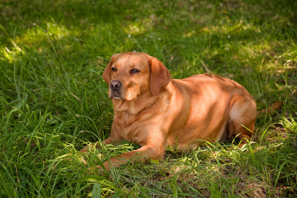 Skye, the school dog, laying in the grass.